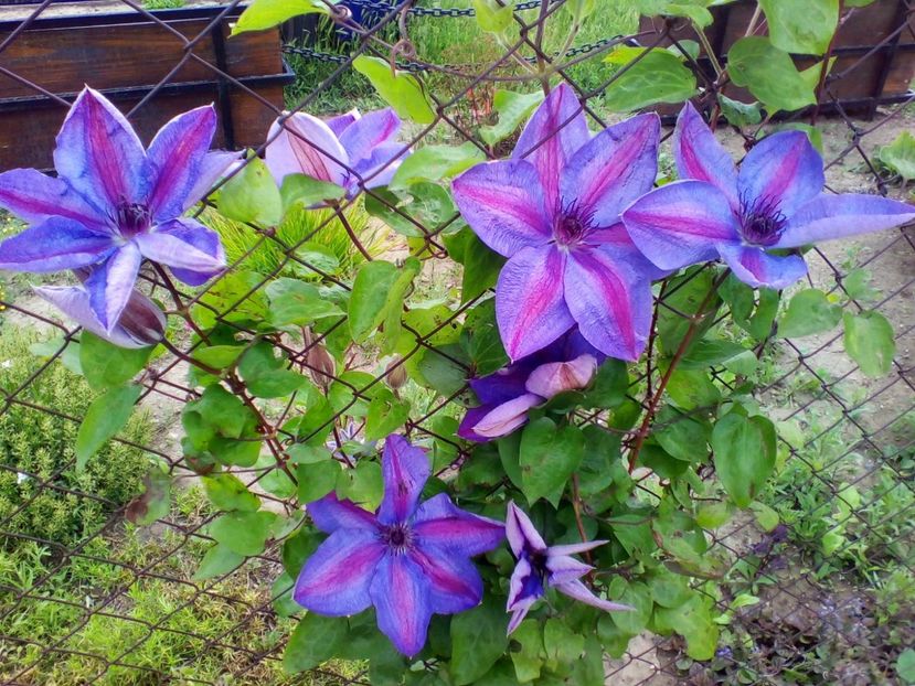  - curtea cu toate cele 2019