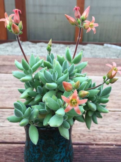 afd69202efa8f45b2310372b84028dfa - Dorințe suculente