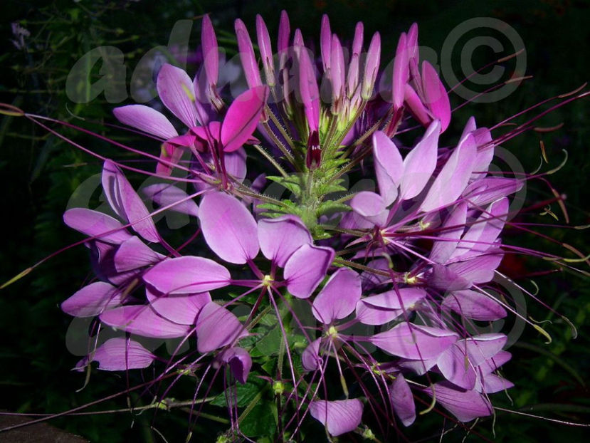  - Cleoma spinosa - Floarea paianjen