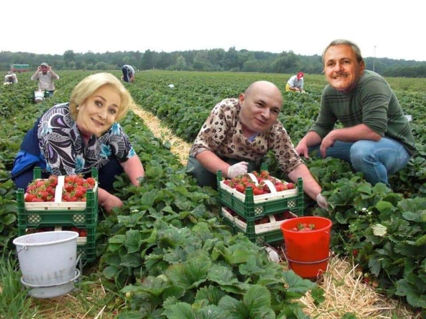  - Poze haioase pamflet