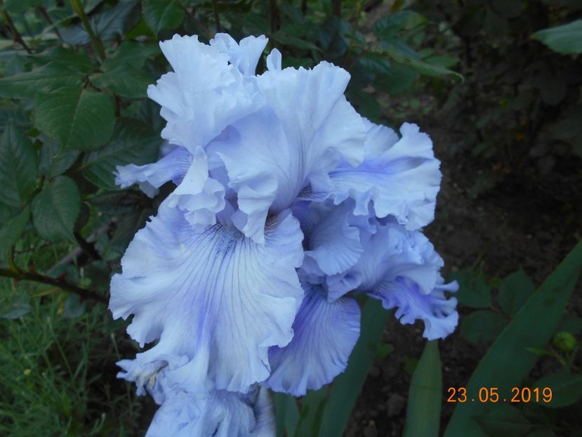 Ascent of Angels - 2Irisi 2019