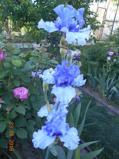 Tokatee Falss - 2Irisi 2019