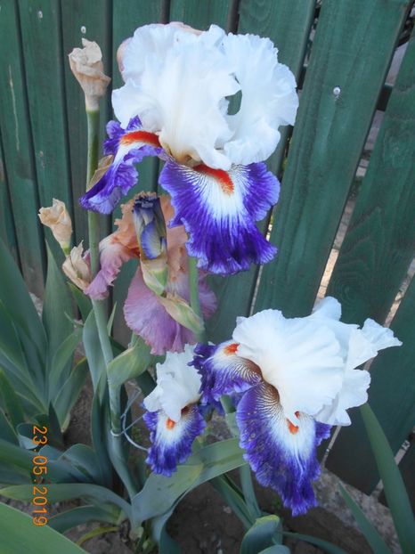 Gipsy Lord - 2Irisi 2019