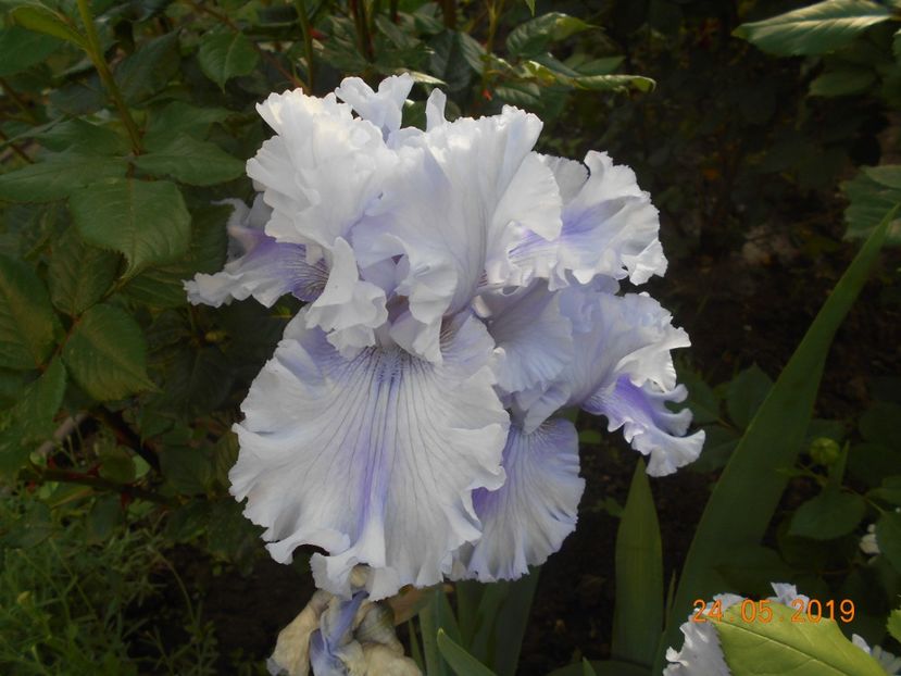 Ascent of Angels - 2Irisi 2019