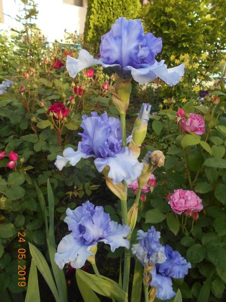 Tokatee Falss - 2Irisi 2019