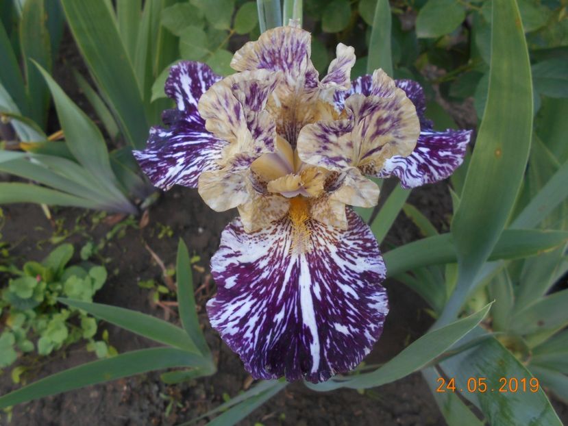 Gnus Flash - 2Irisi 2019