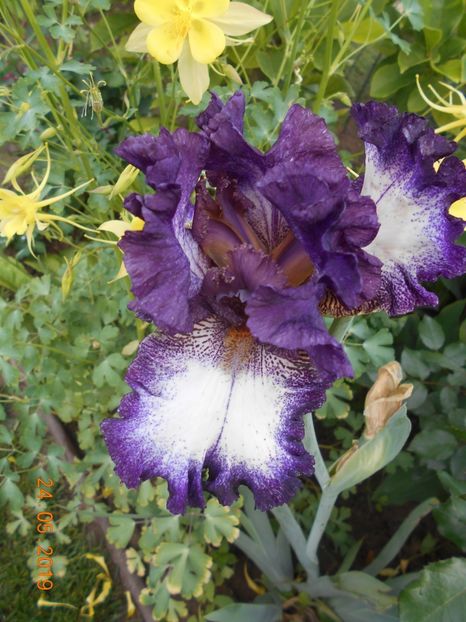 Admiral Nelson - 2Irisi 2019