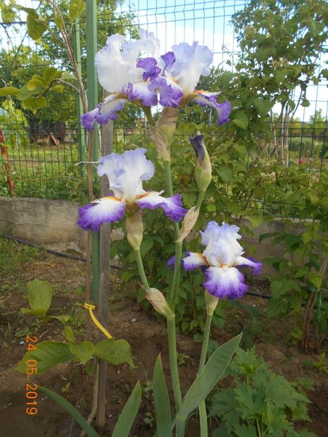 Conjuration - 2Irisi 2019