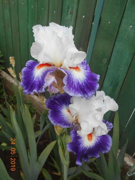 Gipsy Lord - 2Irisi 2019