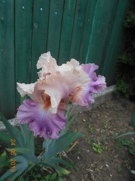 Sweet Musset - 2Irisi 2019