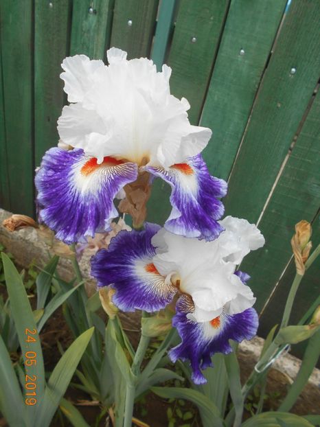 Gipsy Lord - 2Irisi 2019