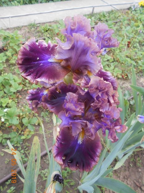 Electric Candy - 2Irisi 2019