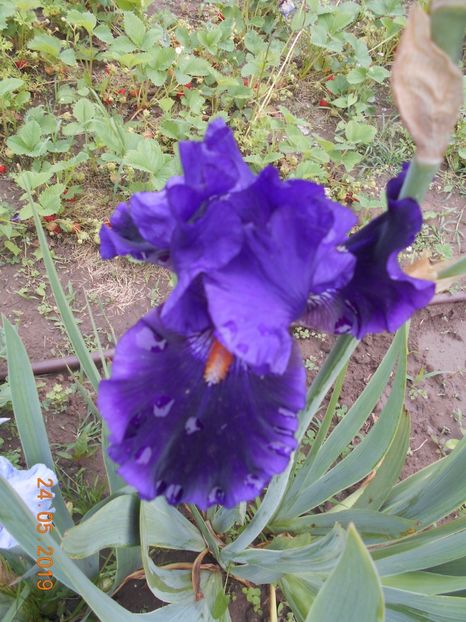 Tom Jonson - 2Irisi 2019