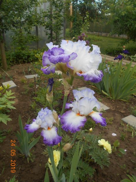 Conjuration - 2Irisi 2019