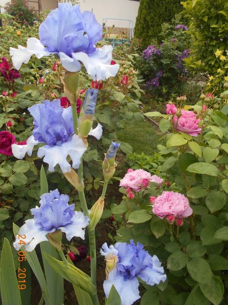 Tokatee Falss - 2Irisi 2019