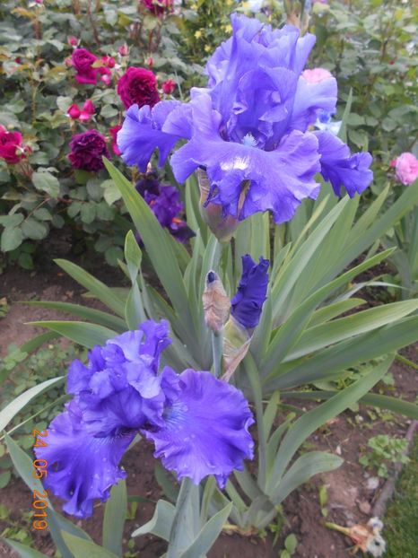 Indigo Princes - 2Irisi 2019