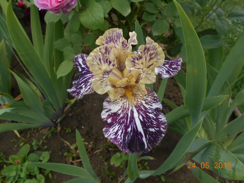 Gnus Flash - 2Irisi 2019