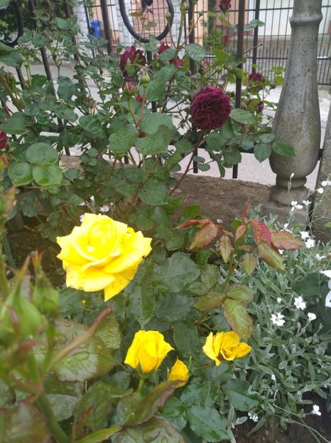  - Gradina mai 2019