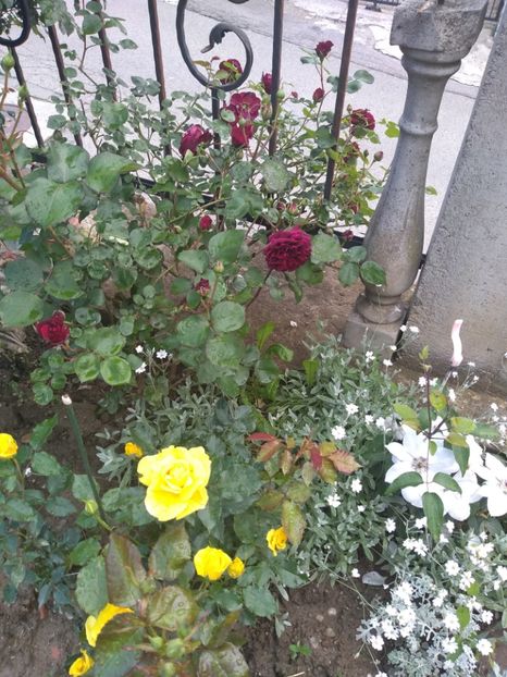  - Gradina mai 2019
