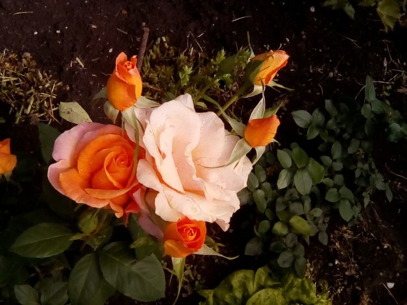  - Frumuseti la casa parinteasca