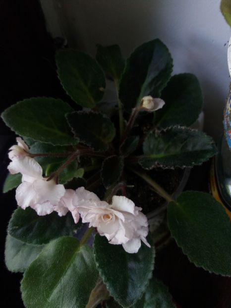 IAN ZKAZKA - Violete