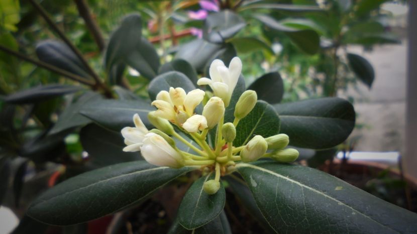 Pittosporum, dupa ploaia de-aseara... - Stelute