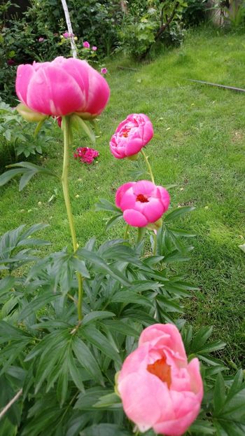  - Bujor Coral Sunset