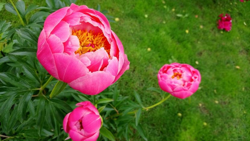  - Bujor Coral Sunset