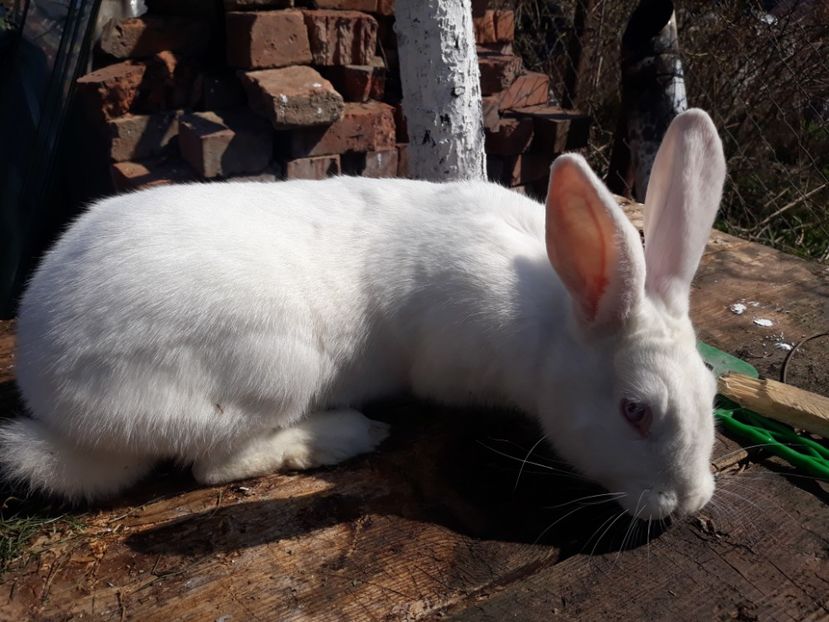 Femela - DE VANZARE! 150 Lei exemplarul! Greutate 5-6 kg!