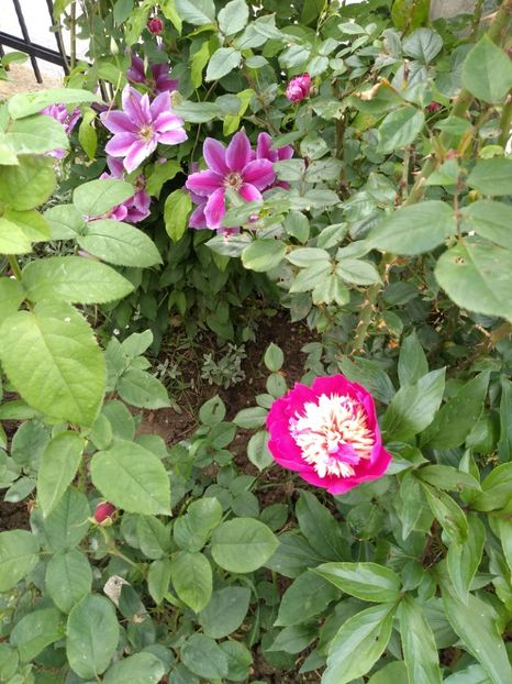 celebrity - Bujori 2019