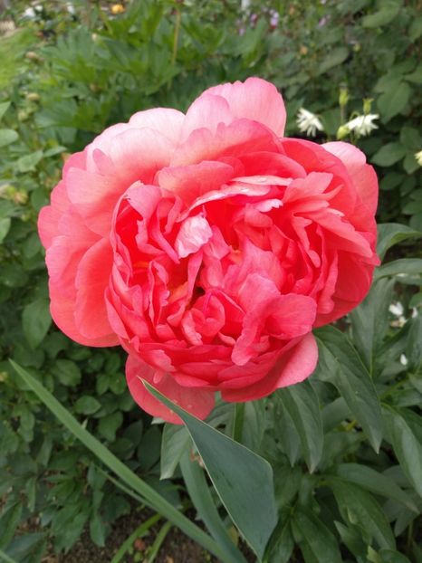 coral charm - Bujori 2019