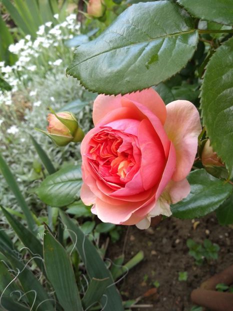 chippendale - Trandafiri 2019