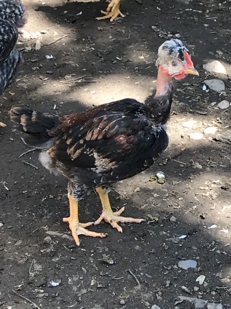 72D59113-A95F-4040-98AE-B70DFE1EC3BB - Puisori 2019