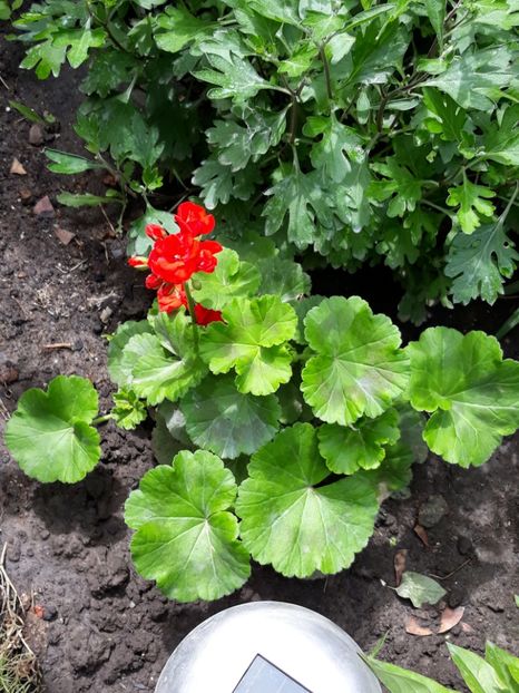  - Luna Mai in grădina mea 2019