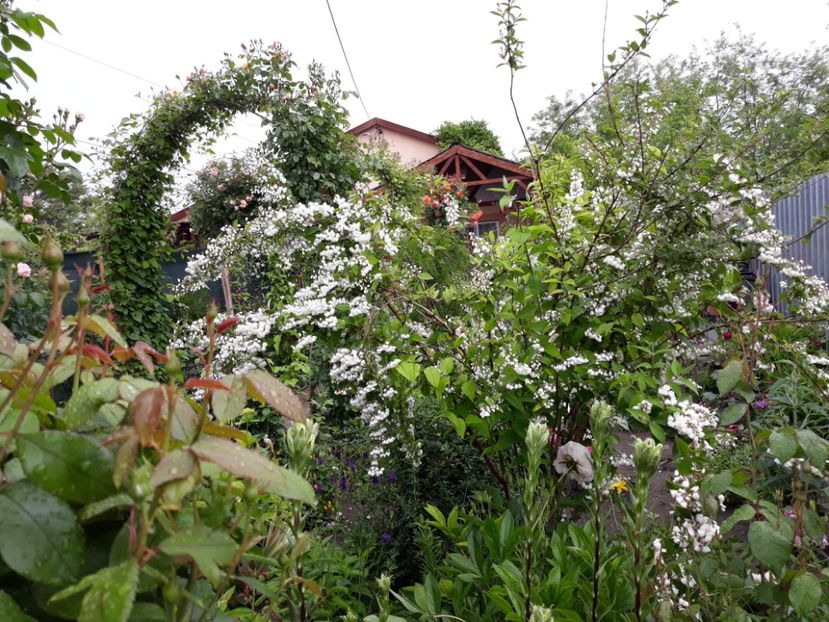  - Luna Mai in grădina mea 2019