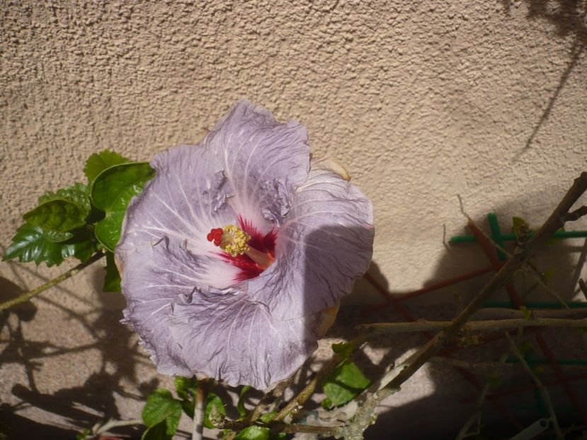 25.05.2019 - HIBISCUSI 2019-1