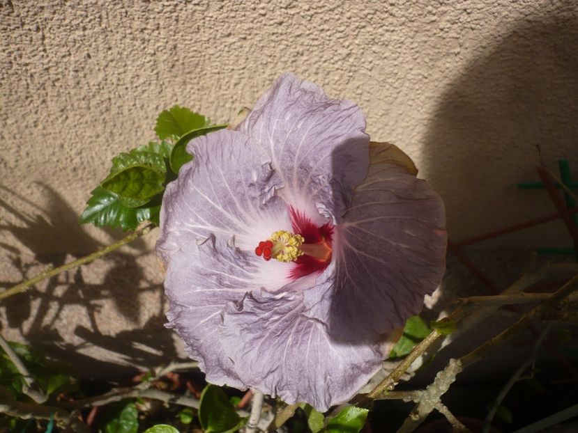 P1410510 - HIBISCUSI 2019-1