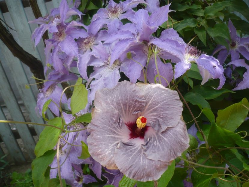 P1410511 - HIBISCUSI 2019-1