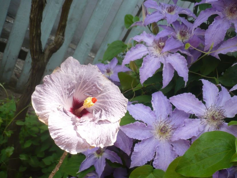 P1410512 - HIBISCUSI 2019-1