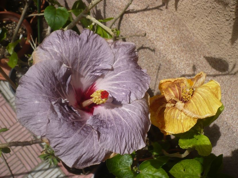 P1410513 - HIBISCUSI 2019-1