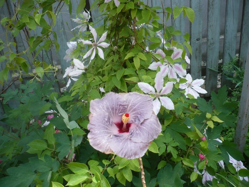 P1410514 - HIBISCUSI 2019-1