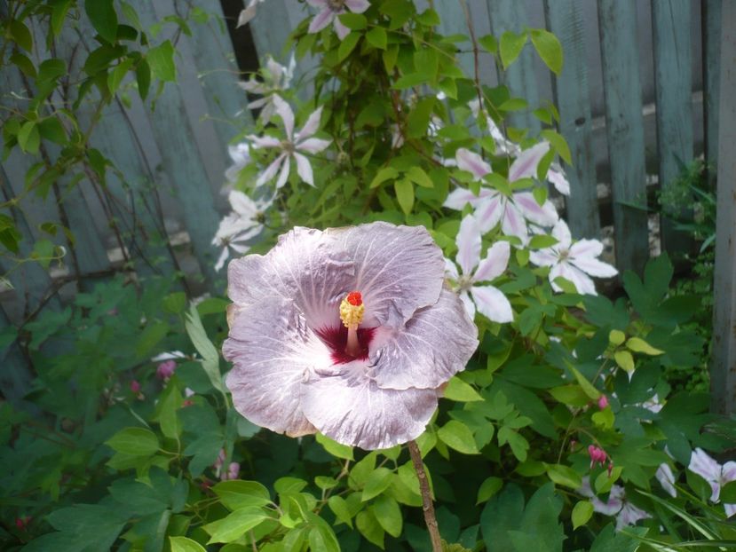 P1410515 - HIBISCUSI 2019-1