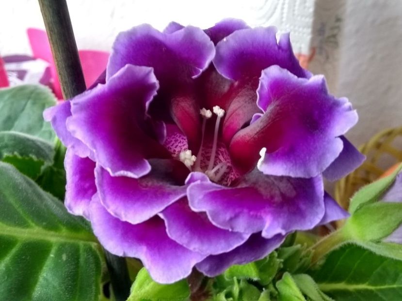  - gloxinia