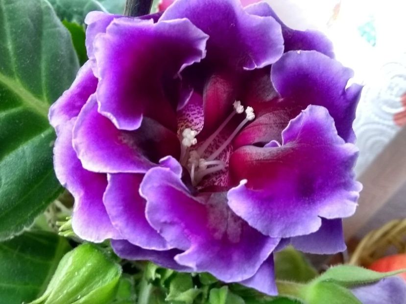  - gloxinia