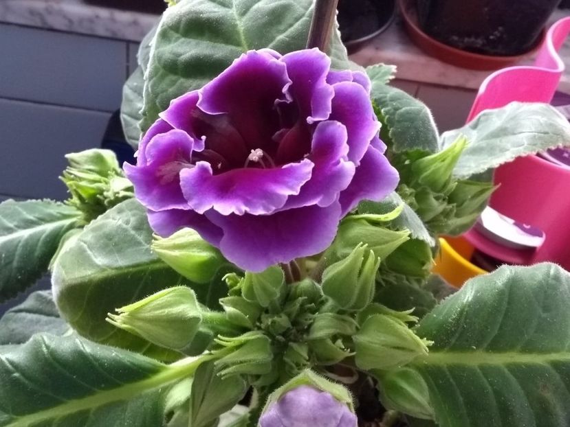  - gloxinia