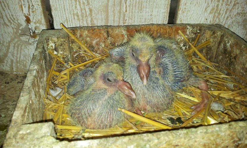 PERECHEA  8   - doua  albastrele  ! - 04 PUI TEXANI 2019