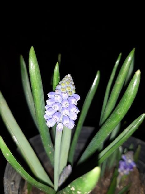  - Muscari