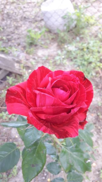  - Konstance - Red Intuition