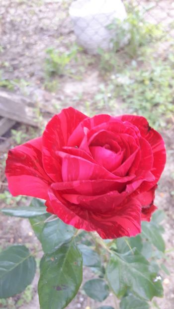  - Konstance - Red Intuition