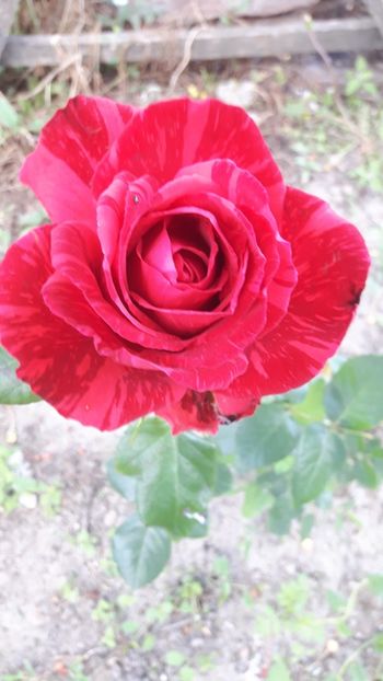  - Konstance - Red Intuition